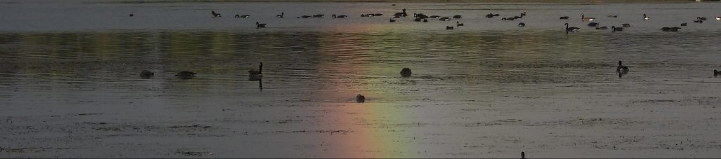A rainbow over a body of water with a tree-lined bank and waterfowl in the river